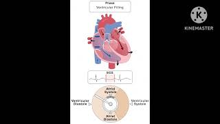 cardiology cardiology lectures heartbeat cardiac cycle cardiac cycle physiology [upl. by Nodlew]