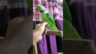 Indian ringneck parrot indianparrots parrot parrotlover [upl. by Ieppet700]