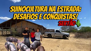 “ Mais de 900 km Rodados Os Bastidores da Entrega de Suínos no Sertão Pernambucano” [upl. by Sul]