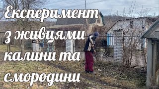 Прикопуємо живці калини та смородини готуємо насіння тютюну до відправки Ґамбо [upl. by Manning]