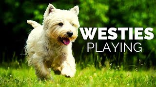 Westie Dog Playing Compilation [upl. by Towers483]