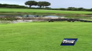 Huge gator struts across Boca golf course [upl. by Picardi839]