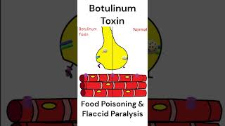 Botulinum Toxin mode of action toxins foodpoisoning animation [upl. by Aihsekal829]