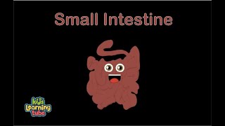 The Small Intestine Anatomy Song [upl. by Budworth]