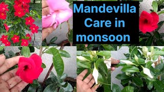 How to grow and care Mandevilla Vine plant ।धेरै फूल फुलाउन यसरी लगाउनुस gardenflowers [upl. by Hayyikaz]