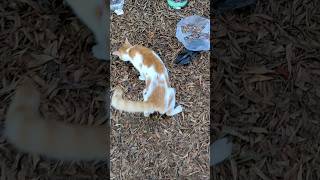 Рыжий уличный кот 😻 Смешные коты 😹 Stray red cat 🐅 Funny cats Animals Meme Pet Meow Kitty Trend Top [upl. by Alieka]