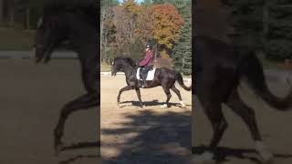 Slow Motion Canter  Study of the horses and riders movement Lusitano Trilogy Ghoda Cavalo [upl. by Ordisi]