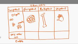 totipotent vs pluripotent vs multipotent vs unipotent [upl. by Pippa]