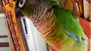 Conure Says Hello [upl. by Bone]