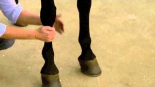 Using Absorbine Veterinary Liniment [upl. by Armington981]