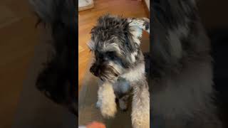 miniature schnauzers barking schnauzer dog [upl. by Maillij]