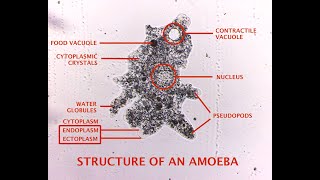 The body structure of Amoeba proteus [upl. by Lachlan510]