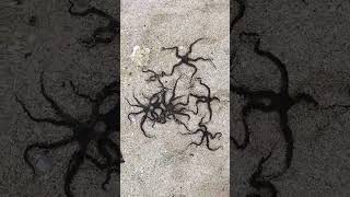 Brittle Stars [upl. by Madelaine655]