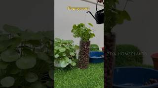 Pennywort plants pennywort waterplants reel newvideo shorts [upl. by Bena]