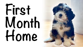 Bernedoodle puppy first month home 812 weeks [upl. by Enoitna469]