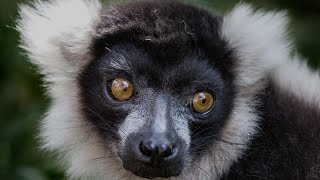 Black And White Ruffed Lemur of Madagascar [upl. by Ulda]