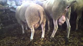 Texel sheep in monta cascine vernesi [upl. by Nart]