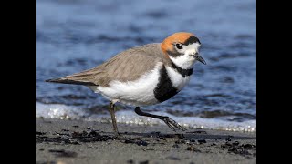 Canto Chorlito de Collar  Buscando Comida  Rio Parana  Charadrius falklandicus [upl. by Ordnajela499]