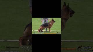 2019 SV BSZSSpencer di Casa Massarelli germanshepherd dog pets [upl. by Adnertal]