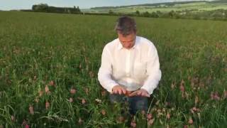 Sainfoin at Honeydale June 6th [upl. by Ravens]