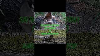 American Aligator VS Saltwater Corcodileeditmusicbattlevsanimalsshorts [upl. by Iz]