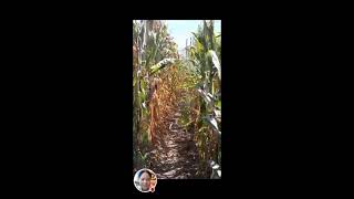 LIVE 869 PLANTING CORN MARKET  TABLE Nov 14 2024  1000 pm [upl. by Aicelef]