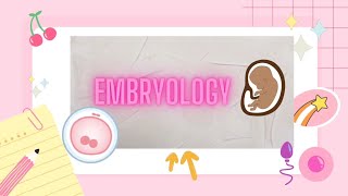 1st Week Of Development Embryology biology mbbs anatomy doctor [upl. by Modesty552]