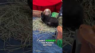 Save Money on Guinea Pig Cages Easy CampC Cage Hacks pets guineapigcage guineapigfacts [upl. by Farrish]