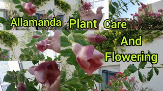 Allamanda Plant Care  Allamanda की देखभाल  Summer Flowering Plant  Allamanda Flowering Secret [upl. by Hart]