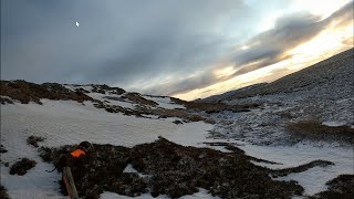 Vorsteh dog  Ptarmigan Hunting day 1  part 2 [upl. by Barina604]