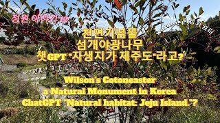 WH12 섬개야광나무챗GPT quot제주도 자생 층층나무과quot Wilsons cotoneasterChatGPT answers quotits natual habitat Jejuquot [upl. by Bunny909]