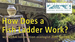 How Does a Fish Ladder Work w Jim Turek [upl. by Gilburt]