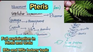 PterisPteropsida classPteridophytesBsc and MSc botany topic [upl. by Waring]