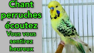 écoutez vous vous sentirez heureux  Son de Perruche  Chant perruches  perruche ondulée [upl. by Afihtan]