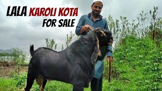 Karoli Kota  Reliable Goat Farm Part 1 [upl. by Anahir]