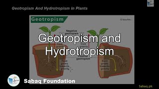 Geotropism and Hydrotropism Biology Lecture  Sabaqpk [upl. by Ahsoyem]