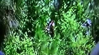 Bigfoot Caught On Tape Sighting Swamp Loggers Discovery Channel Sasquatch [upl. by Twedy]