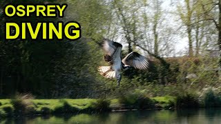 Osprey amp Red Kite Diving [upl. by Gemmell]