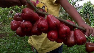 Cara Budidaya Tanaman Jambu Air Citra Agar Cepat Berbuah [upl. by Euqinimod]