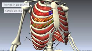 Muscles of the Thoracic Wall  3D Anatomy Tutorial [upl. by Lanette676]