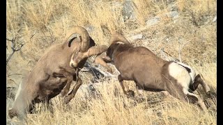 Big Horn Sheep Fight [upl. by Sidnee]