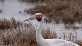 Brolga Antigone rubicunda [upl. by Atinar]