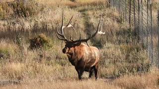 Estes Park Colorado  A Jaw dropping experience [upl. by Verneuil926]