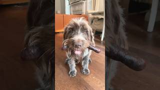 Wirehaired pointing griffon completely fails no sausage September bartonoutfitters [upl. by Ot894]