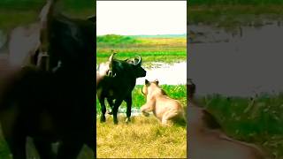 Buffalo vs Lion Ambush Shocking Wild Encounter [upl. by Eiger]