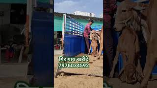 top gir cow sale out any gir cows available for sale anytime [upl. by Aimahc884]