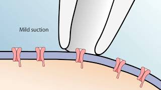 The Patch Clamp Method [upl. by Anna-Diane]