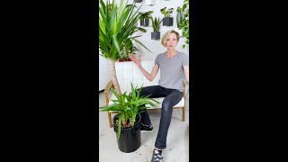 How To Remove Dead 💀 Stalk I Yucca Elephantipes 🌱 shorts [upl. by Melessa992]