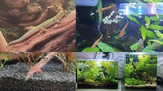 Roomtour Alle meine Aquarien und Terrarien mit Taggeckos Pfeilgiftfröschen  und Zuchtbecken [upl. by Arhna143]