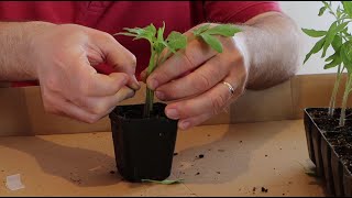 Grafting tomato plants [upl. by Chrysler872]